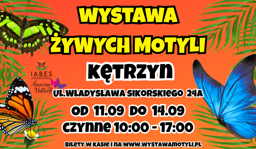 WYSTAWA ŻYWYCH MOTYLI w Kętrzynie